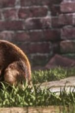 Nonton film Watership Down Season 1 Episode 2 Subtitle Indonesia Streaming Movie Download Gratis Online